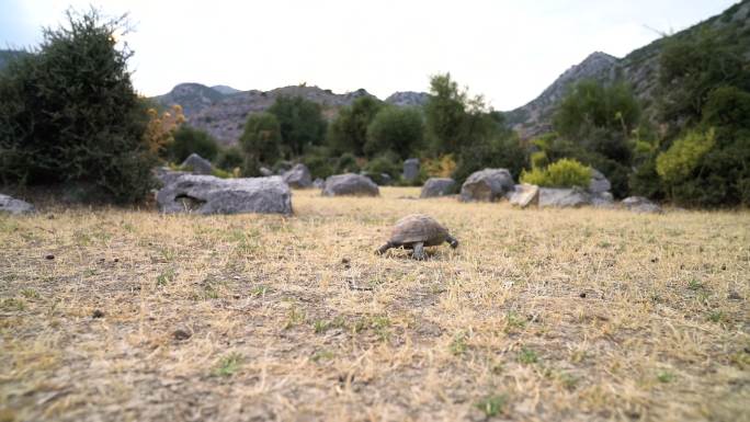 龟在草原上行走乌龟秋天的枯草野外生存