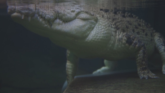 悉尼动物园里睡在水里的鳄鱼