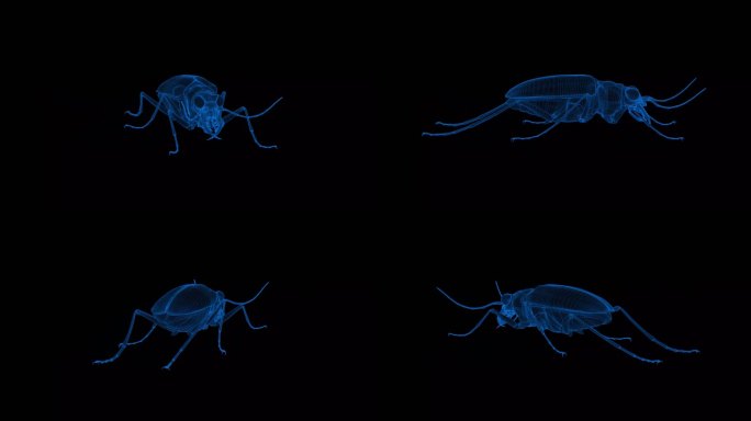 4k蓝色全息科技线框昆虫素材带通道