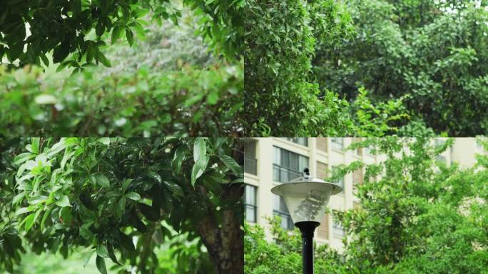 小区下雨天雨景