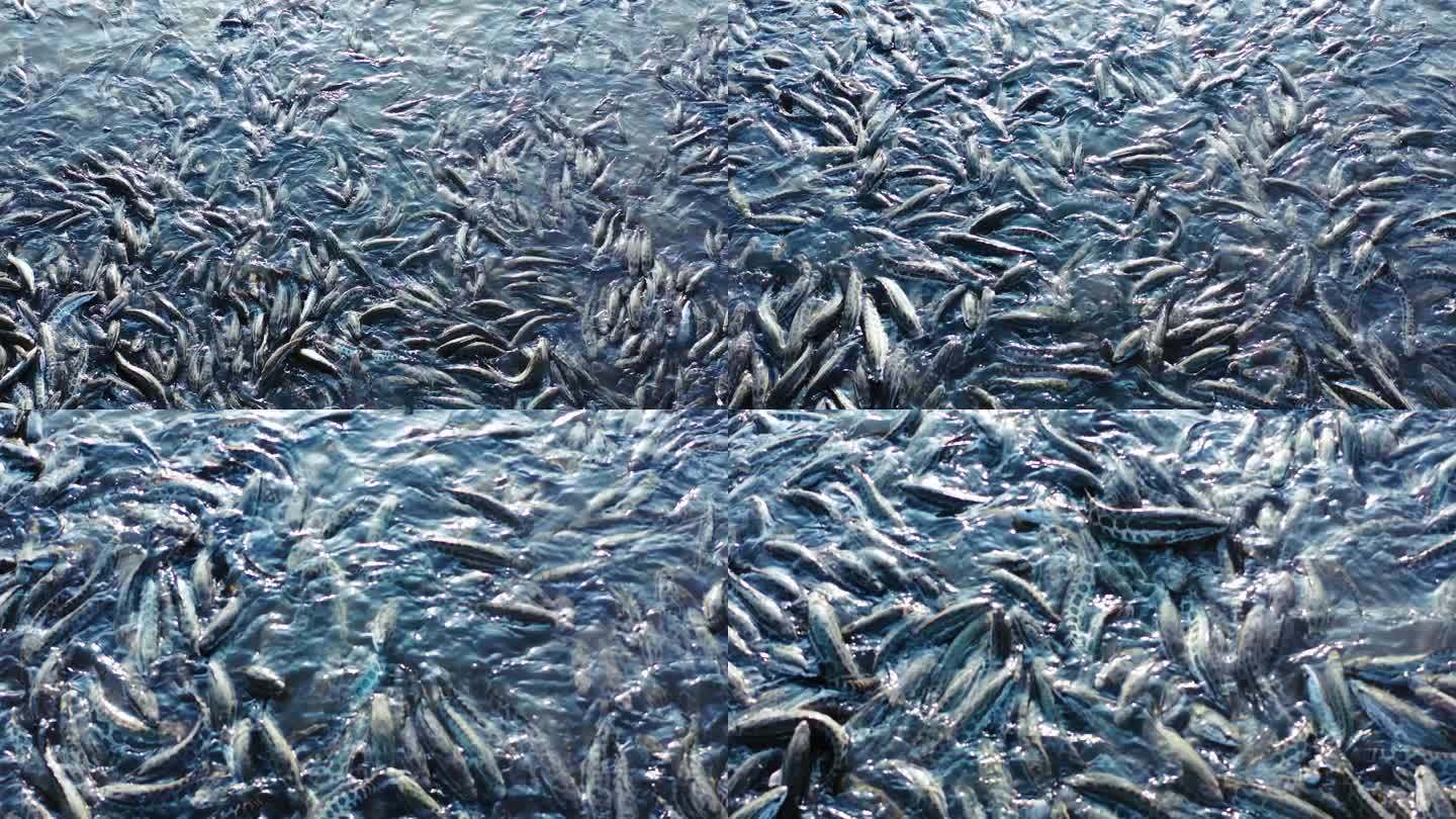 一群鱼 黑鱼养殖鱼塘