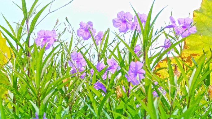 蓝花草、花丛自然空镜