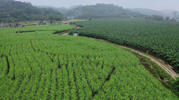 甘蔗种植基地17