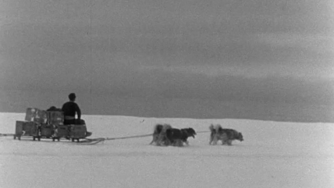 南极探险、雪橇犬