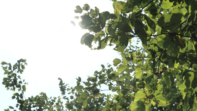 夏日阳光 树叶空境  阳光树叶