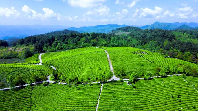 贵州茶山航拍