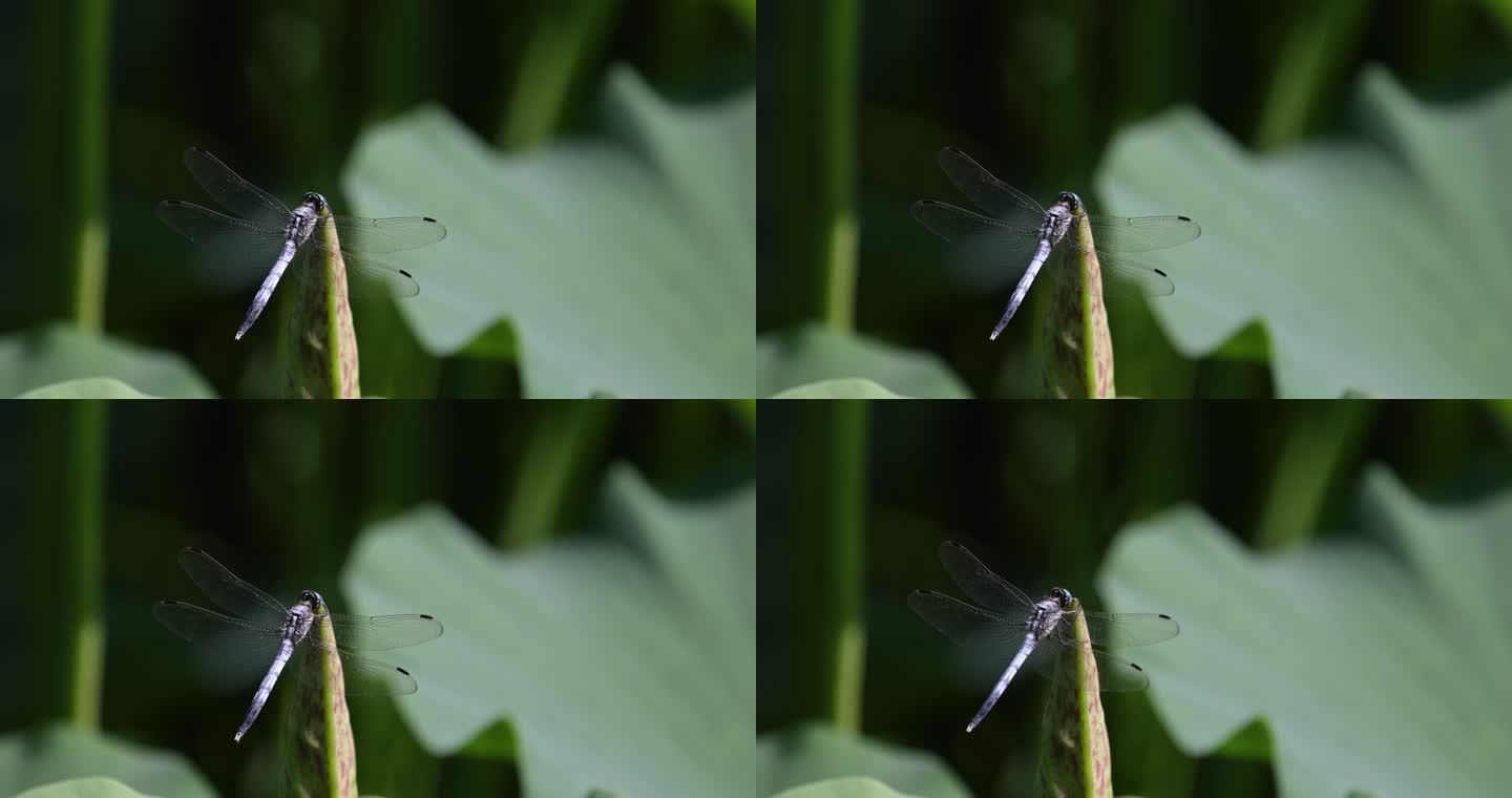 夏天蜻蜓在荷叶上休息