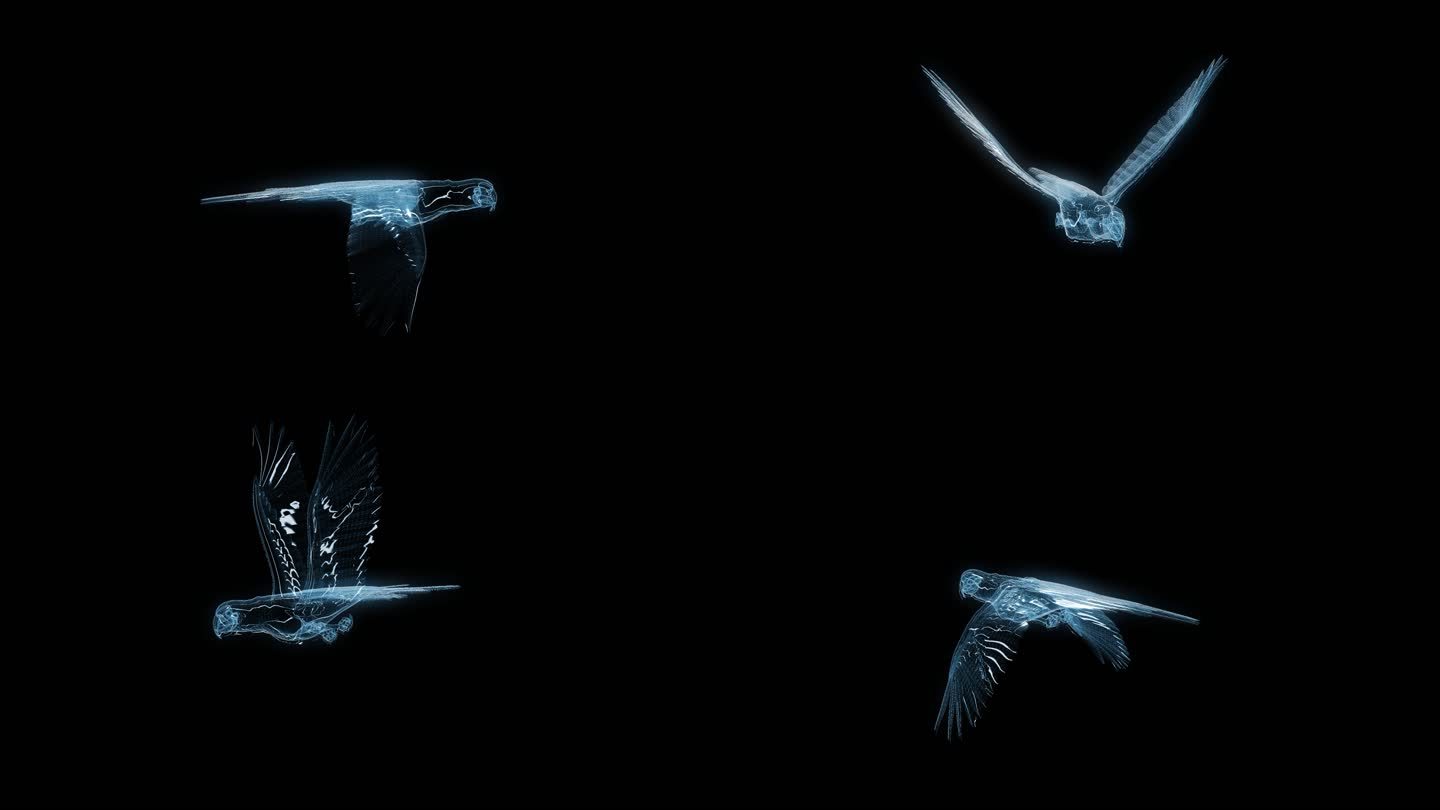 透视全息鹦鹉飞舞动画透明通道素材