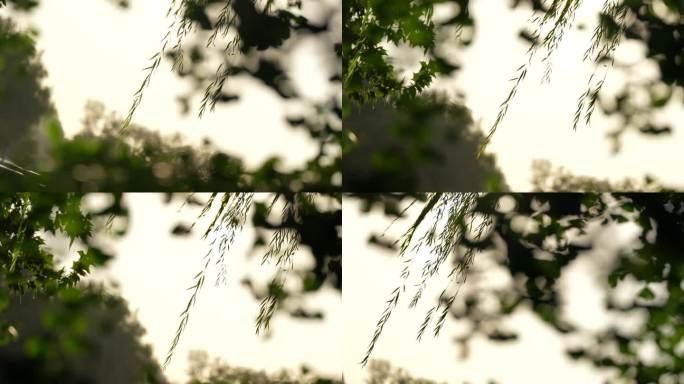 树叶树影斑驳时光空镜-2
