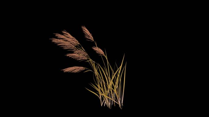 芦苇草生长动画-带透明通道