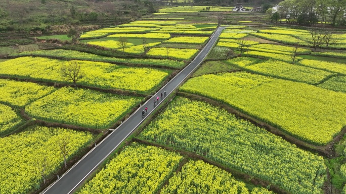 黄山塔川油菜花