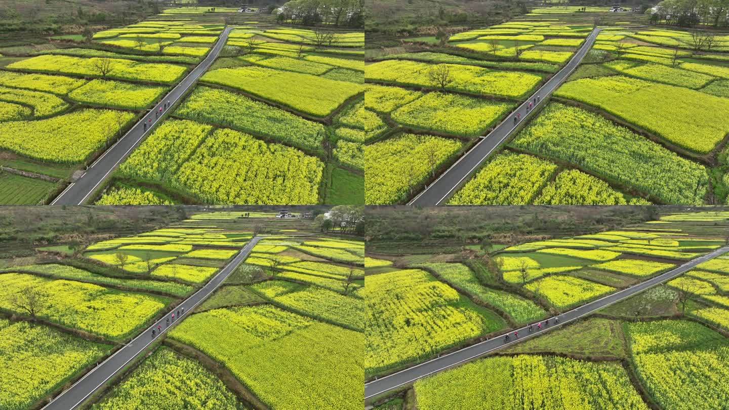 黄山塔川油菜花