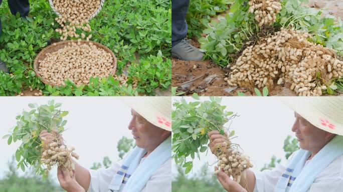 花生种植基地