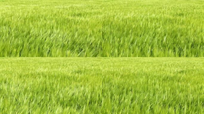 绿油油的麦田。养殖乡下脱贫