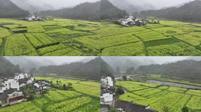 黄山呈村油菜花