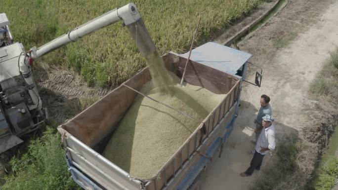 农民农业稻田丰收收割机收割