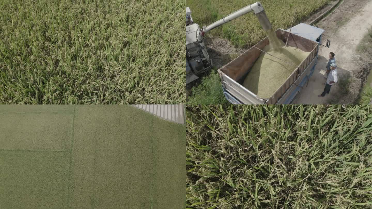 农民农业稻田丰收收割机收割