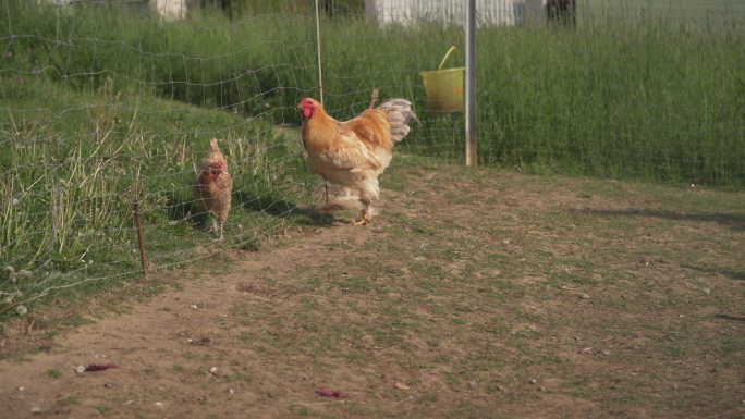 一只大梵天公鸡袭击母鸡的特写镜头。有机养鸡场。（4K）