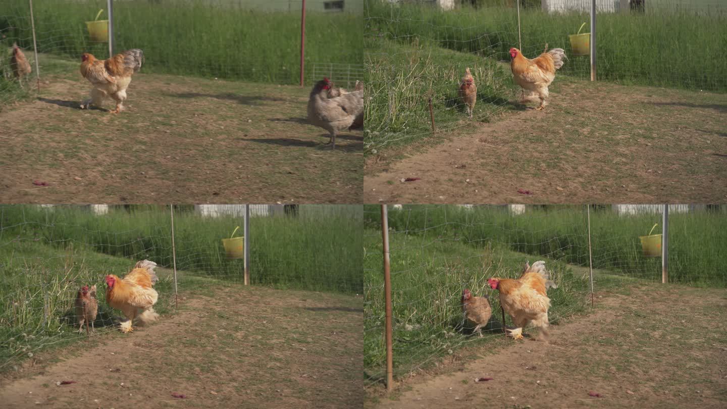 一只大梵天公鸡袭击母鸡的特写镜头。有机养鸡场。（4K）