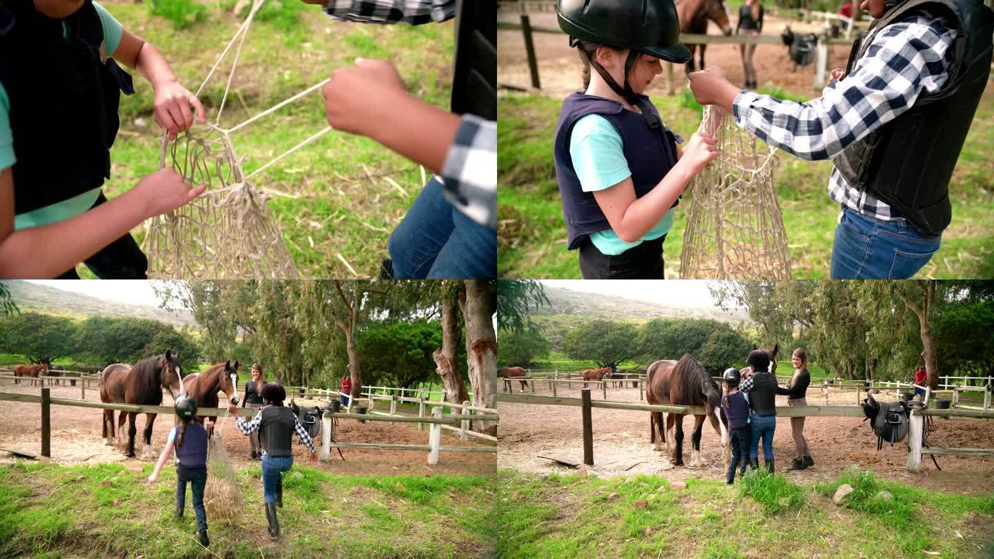 急切的女孩们在农村围场为马匹打开一捆干草
