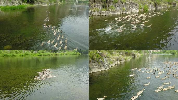 在湖面航拍一群野鸭