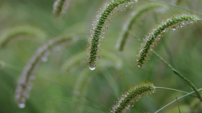 挂满水珠雨水的狗尾巴草4k