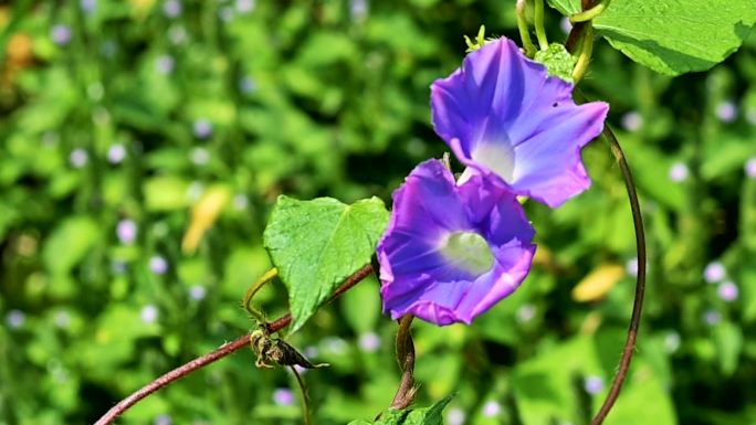 蓝色野花随风摇曳实拍视频