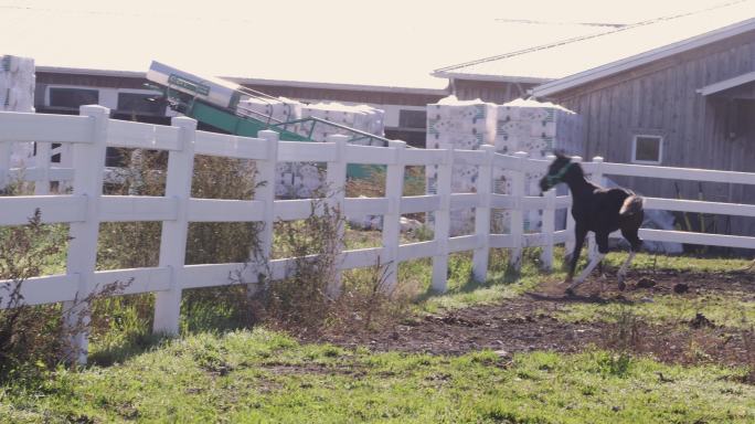 年轻的黑马驹在围栏里四处奔跑