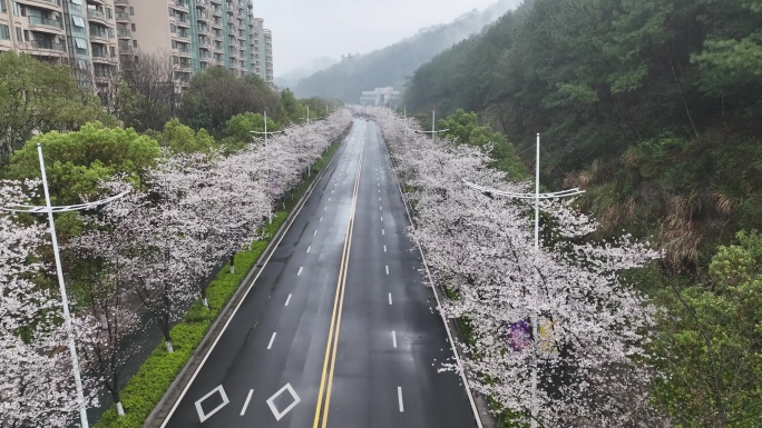 千岛湖的樱花大道
