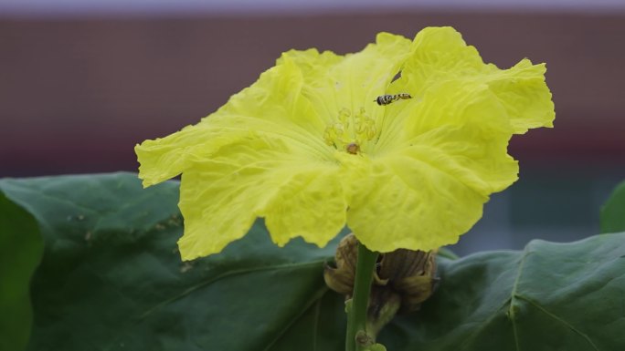 小蜜蜂蝴蝶采花