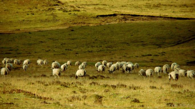 草原 羊群 航拍 牧场