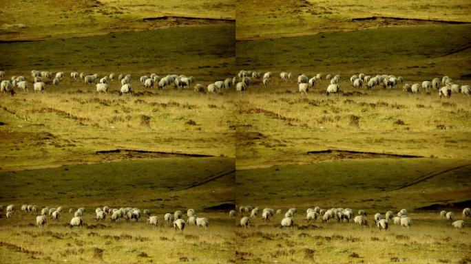 草原 羊群 航拍 牧场