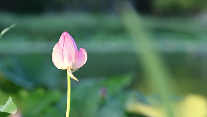 【原创】公园里摇曳的荷花荷叶