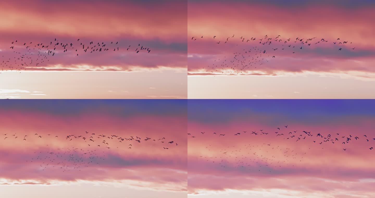 一群鸟儿飞过戏剧性的天空
