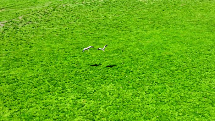 4K拍摄 草原上飞翔的黑颈鹤
