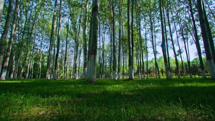 树林绿地林间草地-公园长椅