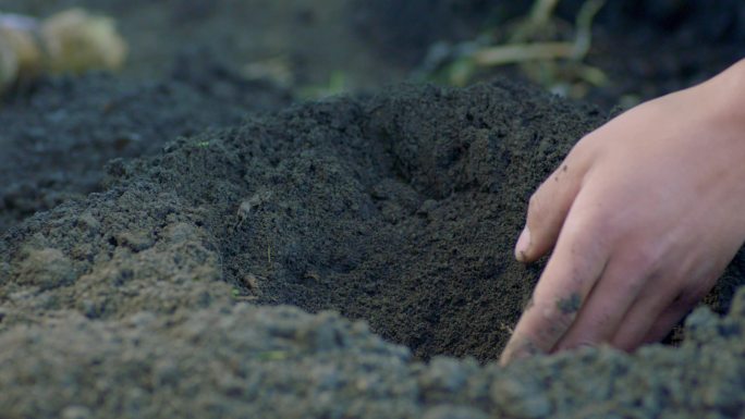 泥土 手挖 土豆 马铃薯