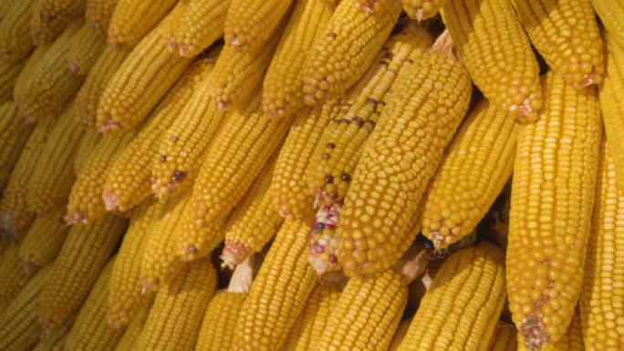 玉米丰收农产品秋收乡村振兴生态农业