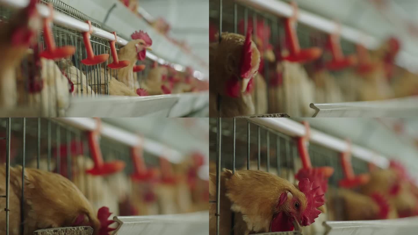 现代化养鸡厂5