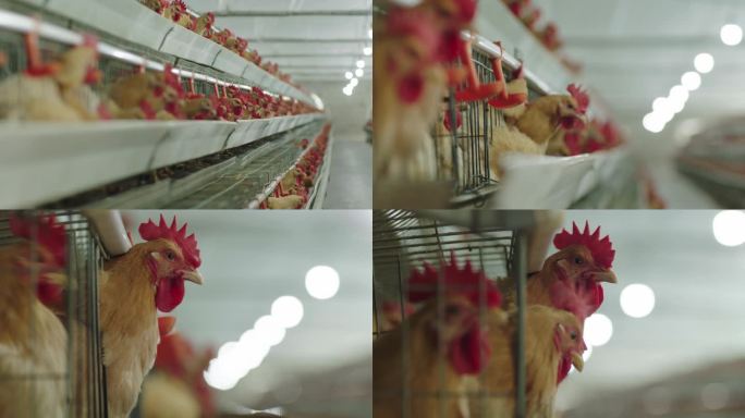 现代化养鸡厂4