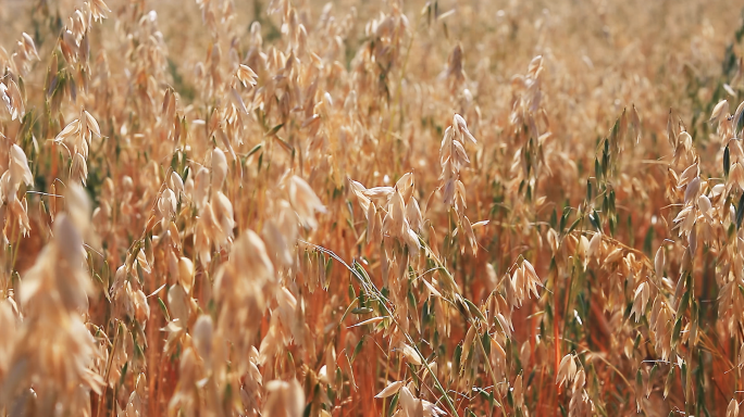 秋季大丰收莜麦粮食粗粮农作物农田视频素材