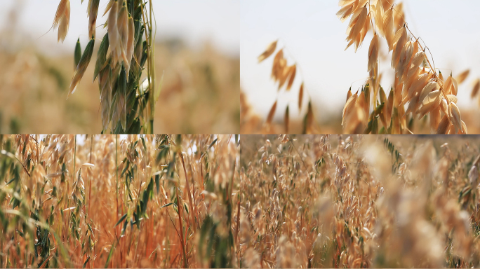 秋季大丰收莜麦粮食粗粮农作物农田视频素材