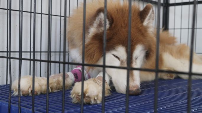 兽医诊所笼子里的西伯利亚哈士奇病犬。