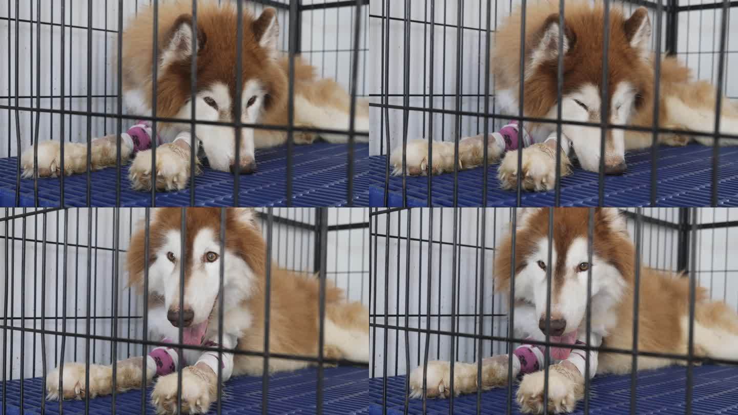 兽医诊所笼子里的西伯利亚哈士奇病犬。