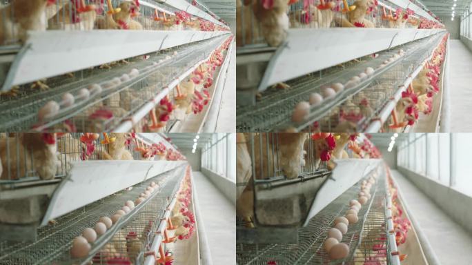 现代化养鸡厂11