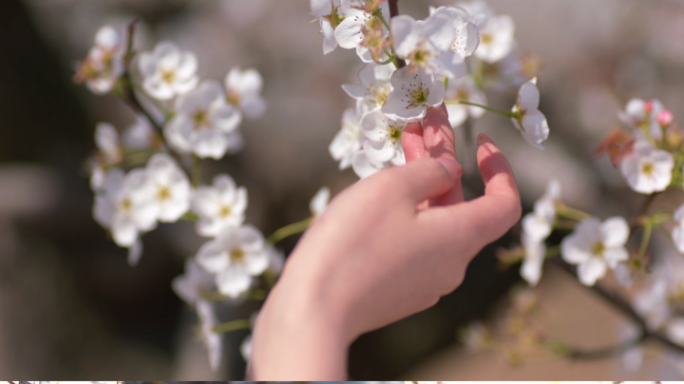 梨花盛开春天花开花花瓣梨花梨花开花花