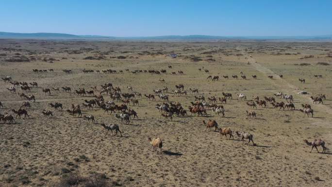 新疆秋季上万骆驼转场航拍