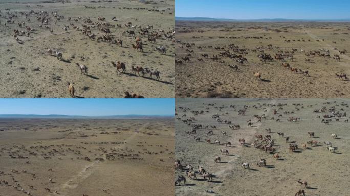 新疆秋季上万骆驼转场航拍