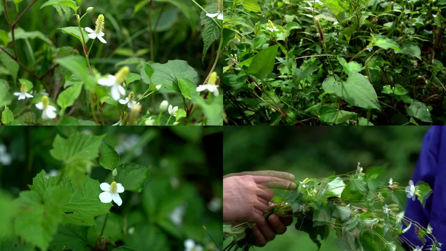 鱼腥草