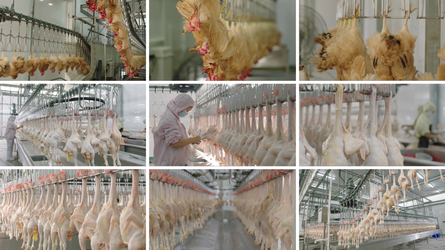 鸡自动屠宰设备 鸽子宰杀生产线 鸡鸭鹅自动屠宰设备厂家供应-阿里巴巴
